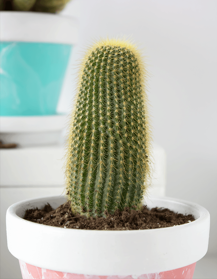 How To Care  For Cactus Houseplants A Pretty Fix