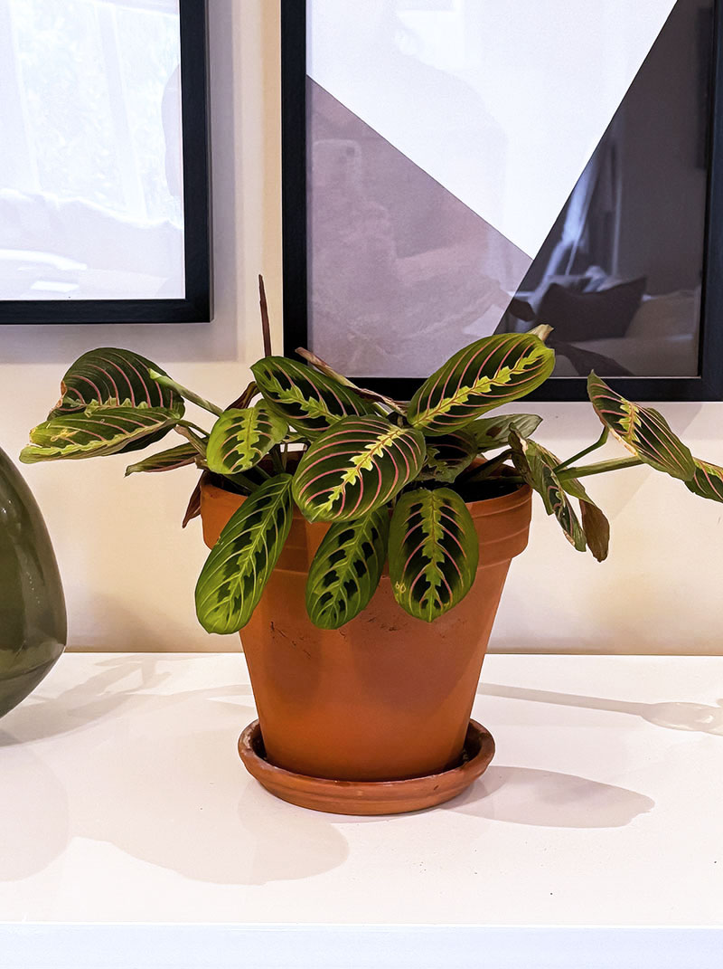 variegated monstera albo Monstera Albo Variegata Plant  HappiestPlants